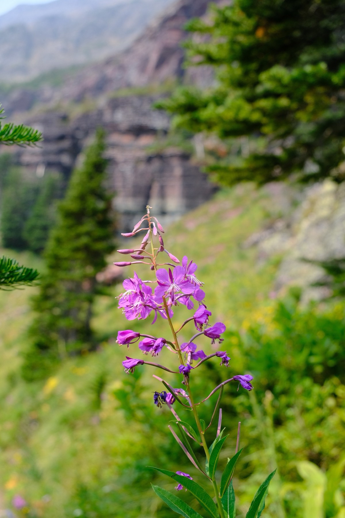 Fireweed posing for the camera