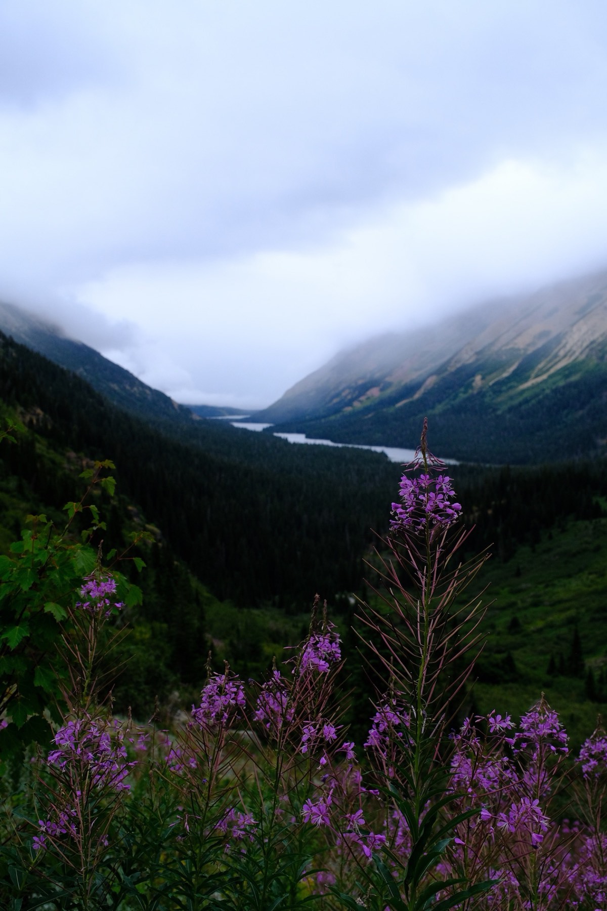 Wildflowers in diffuse cloud light
