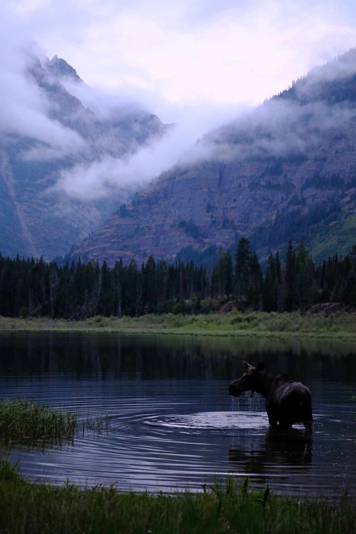 A moose standing in the water near Kootenai Lake at dusk