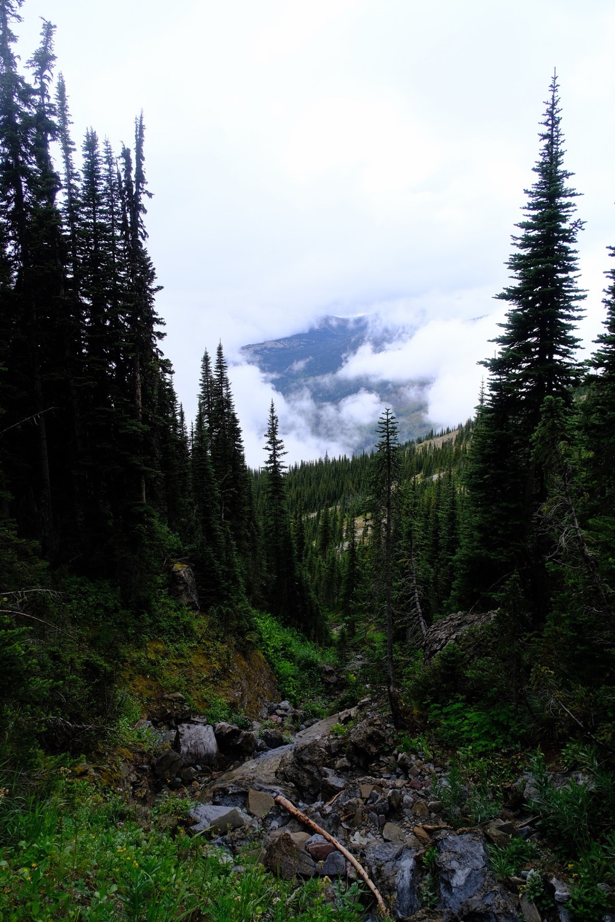 Conifers framing a valley with cloud pouring over a green ridge