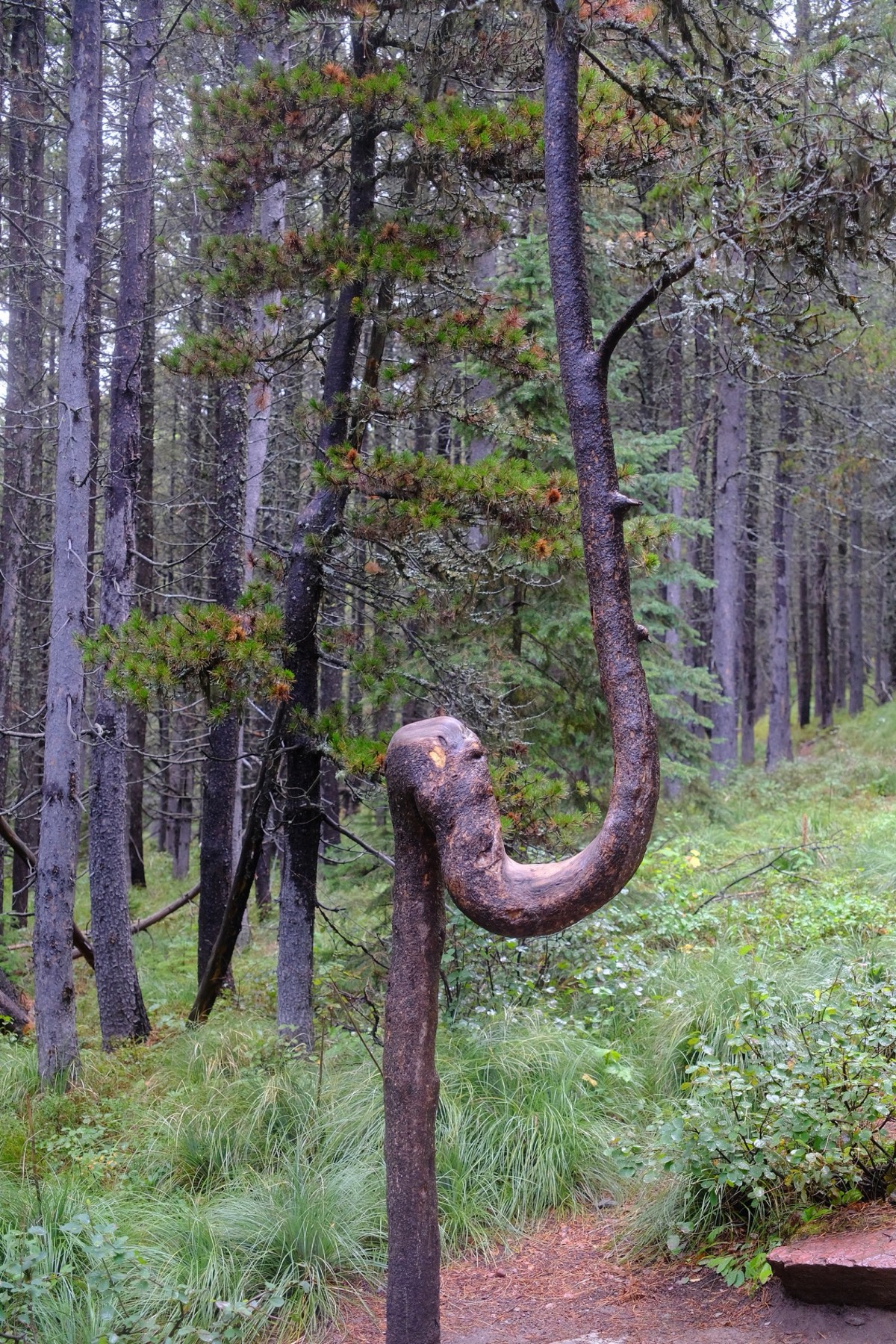 A hook-shaped tree bent back on itself in dim wet forest