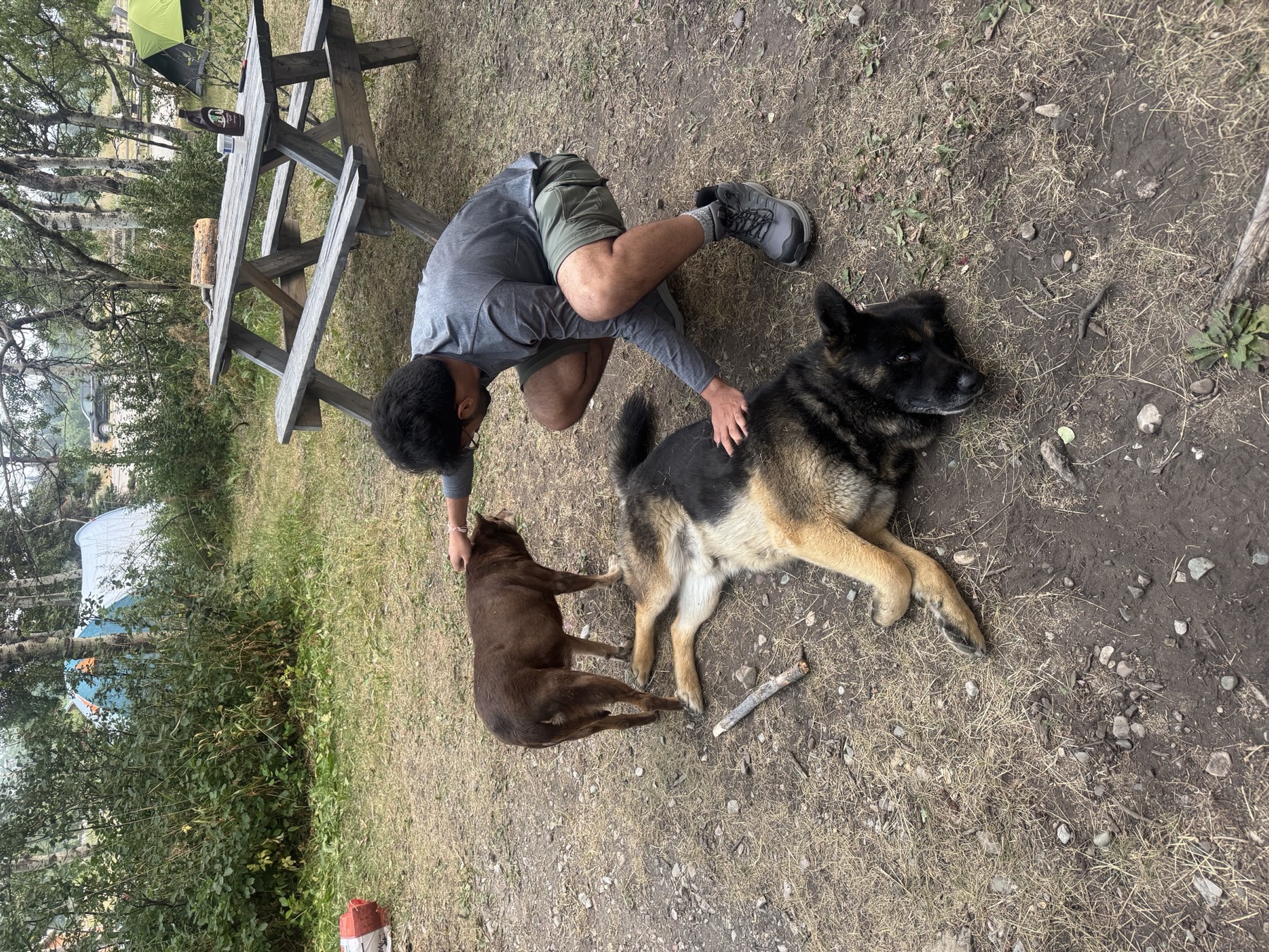The roaming dogs at the Learning Tree Cafe and Campground in Babb, MT